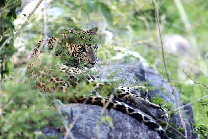 Leopard